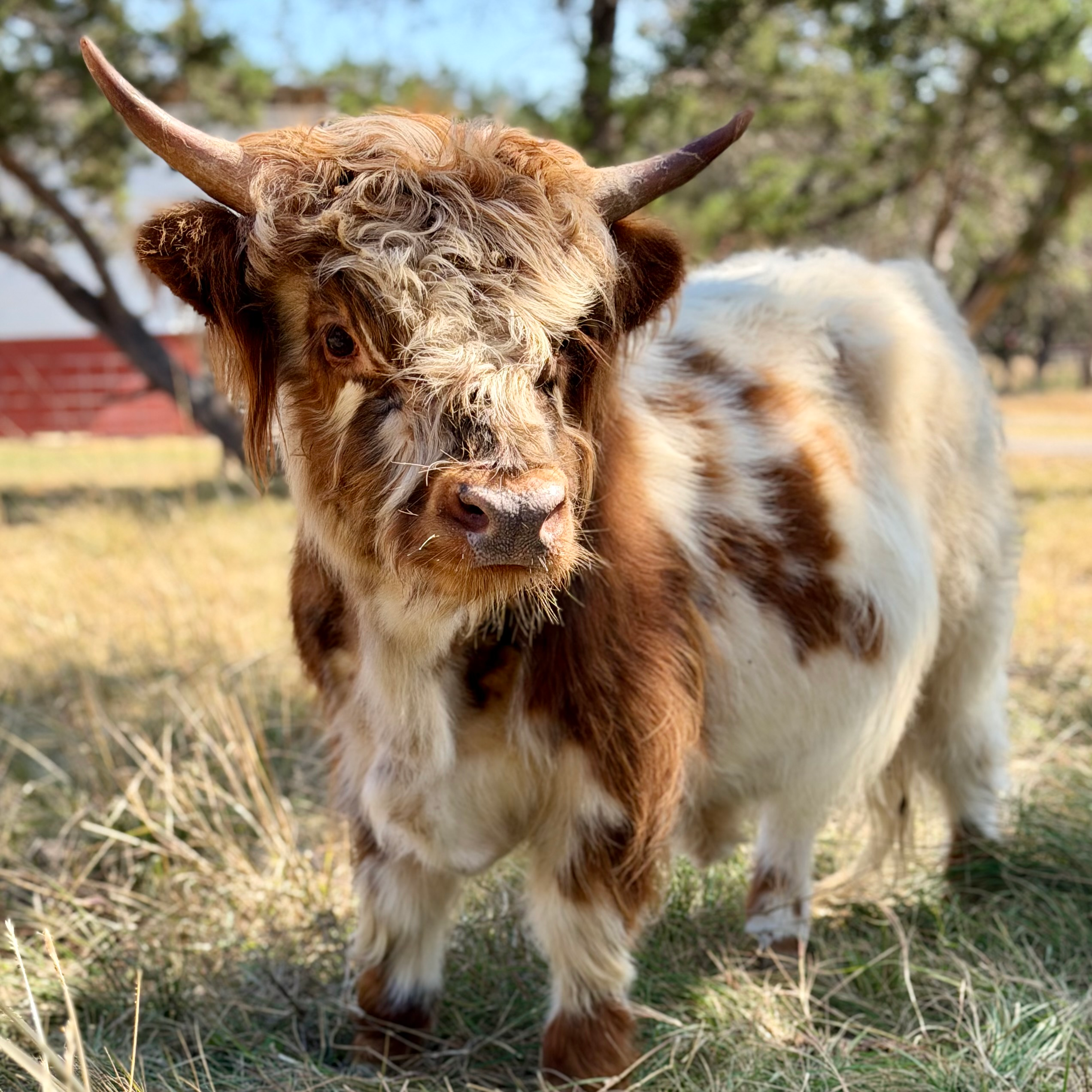 Mini Highland cattle