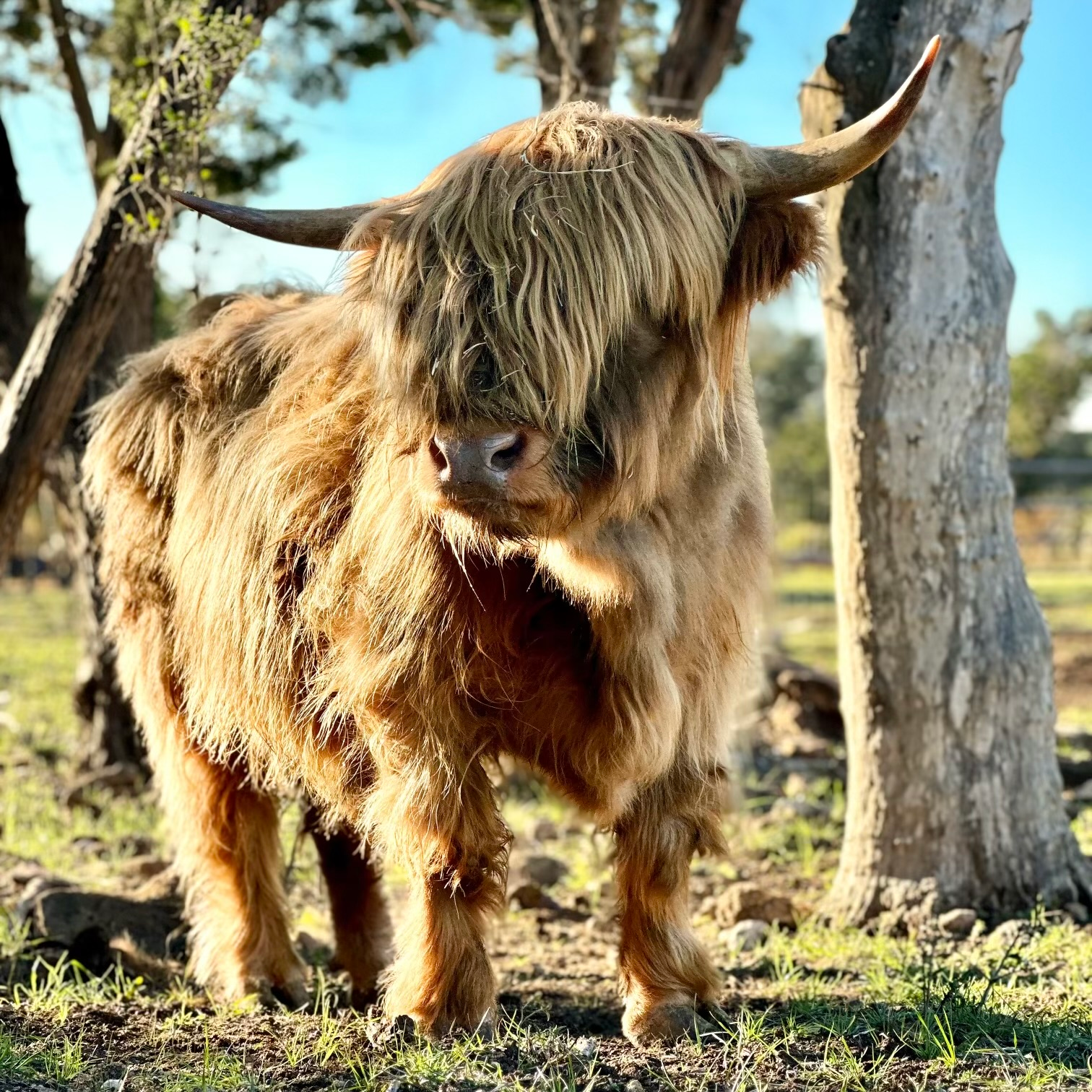 Mini Highland cattle