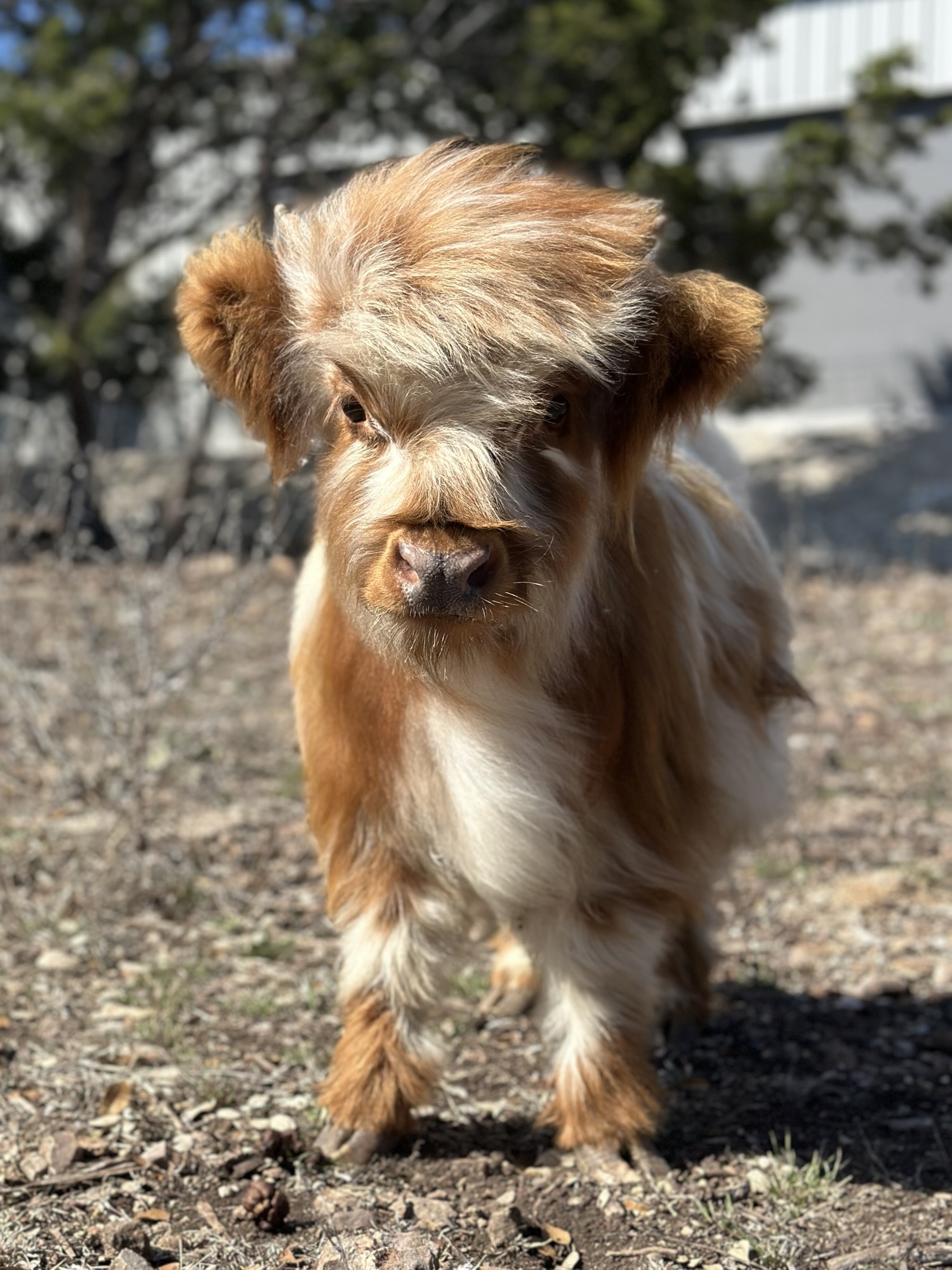 Mini Highland cattle