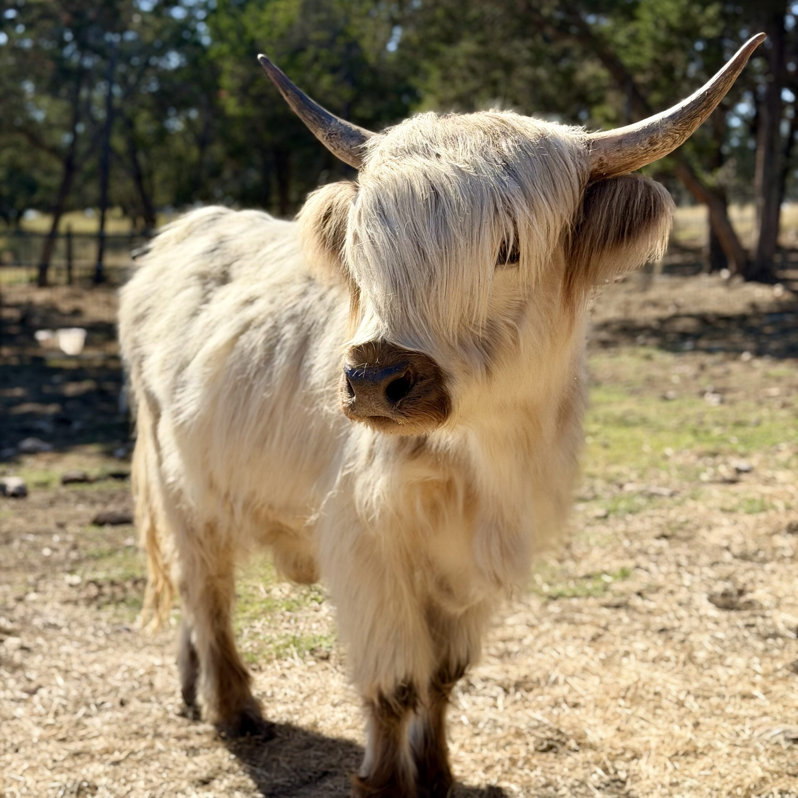 Mini Highland cattle